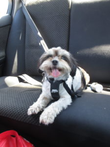 Photo of William in the Pet Taxi, one of the pet services of Willy Wagtails Dog Care
